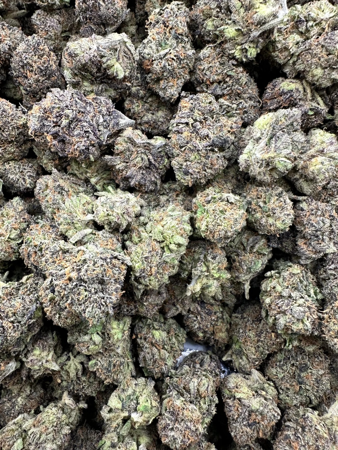 Double Limoncello Greenleaf flower cluster with dense, resinous buds showing thick white trichome frost and compact calyx structure