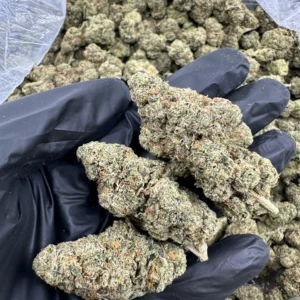 Jedi Kush Greenleaf flower buds in hand showing dense pale-green flower structure with heavy frost trichome coverage and brown pistils
